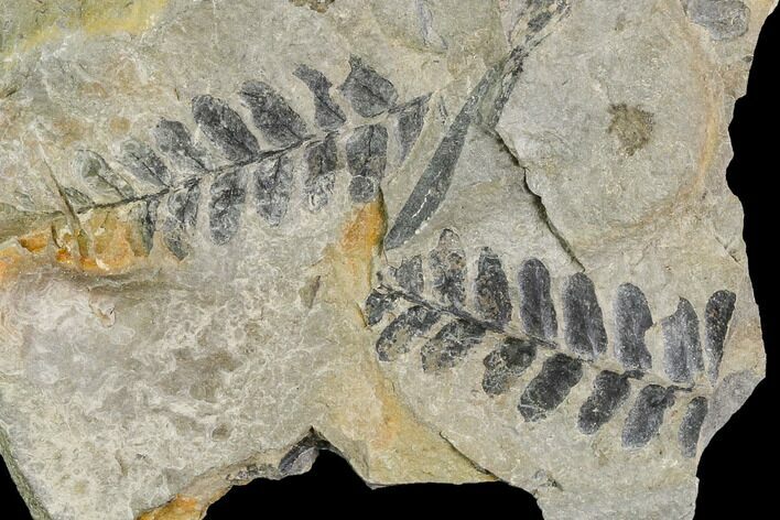 Pennsylvanian Fern (Neuropteris) Plate - Kentucky #112859